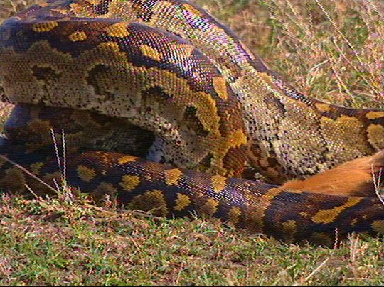Python02p-captured by Mr Marmite.jpg