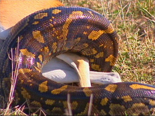 Python03p-captured by Mr Marmite.jpg