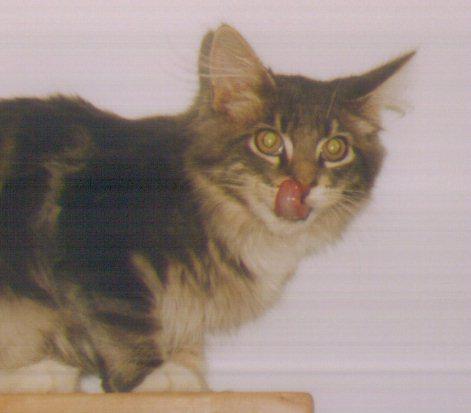 R B3-Maine Coon House Cat-by Kathy Keeley.jpg