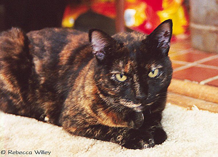 Ripley kitty-Tortoiseshell House Cat-by Rebecca Willey.jpg