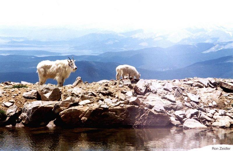 Rocky Mountain Goats evans-on rocky hill-by Ron Zeidler.jpg