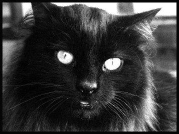 Romeo25a-Black House Cat-by Mia Cerezo.jpg