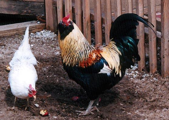 Rooster and hen-Domestic Chickens-by Denise McQuillen.jpg