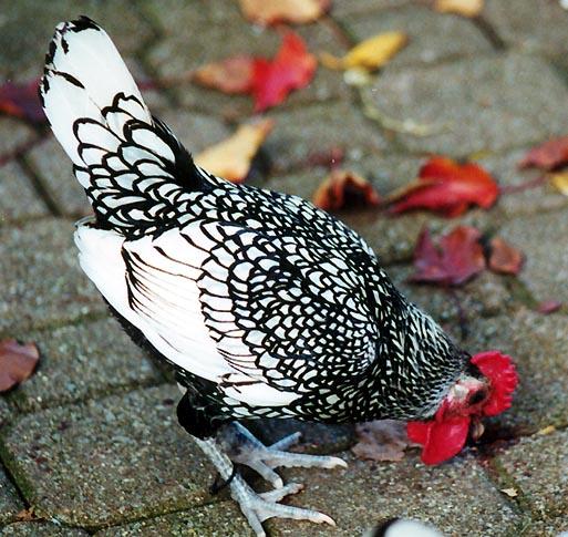 Sebright Silver Chicken black and white-by Denise McQuillen.jpg