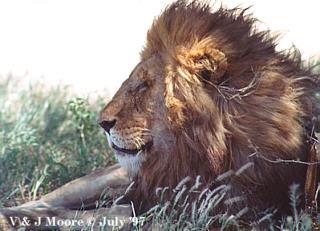 Serengeti-African Lion01-SleepyMale-by Vern Moore.jpg