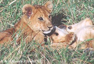 Serengeti-African Lion06-2cubs-by Vern Moore.jpg