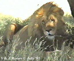 Serengeti-African Lion5-Male-by Vern Moore.jpg