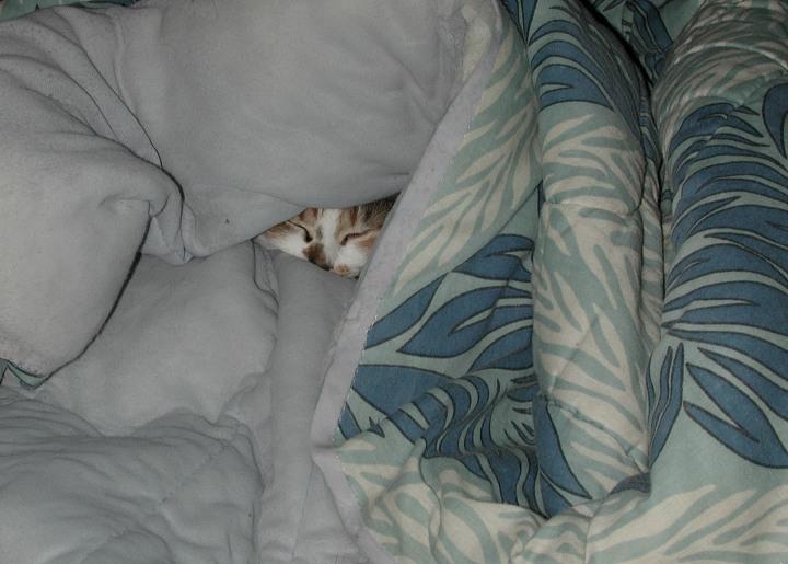 Sheba sleeping-House Cats-by Linda Bucklin.jpg
