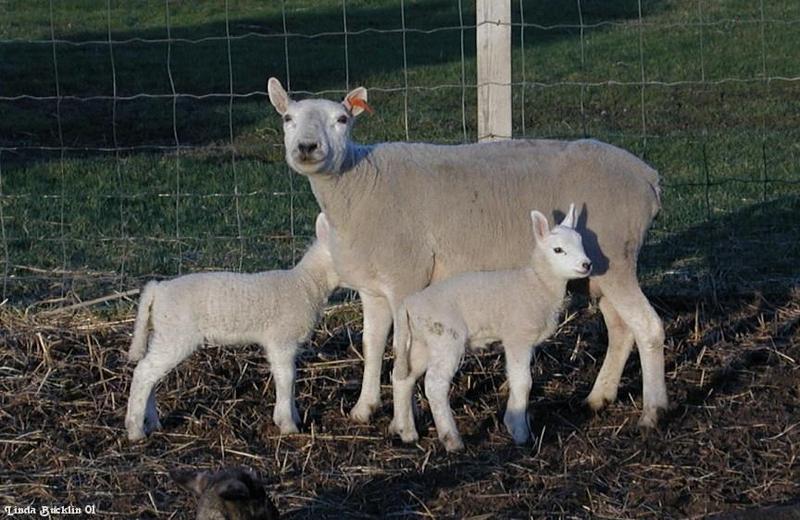 Sheepmom-and lambs-by Linda Bucklin.jpg