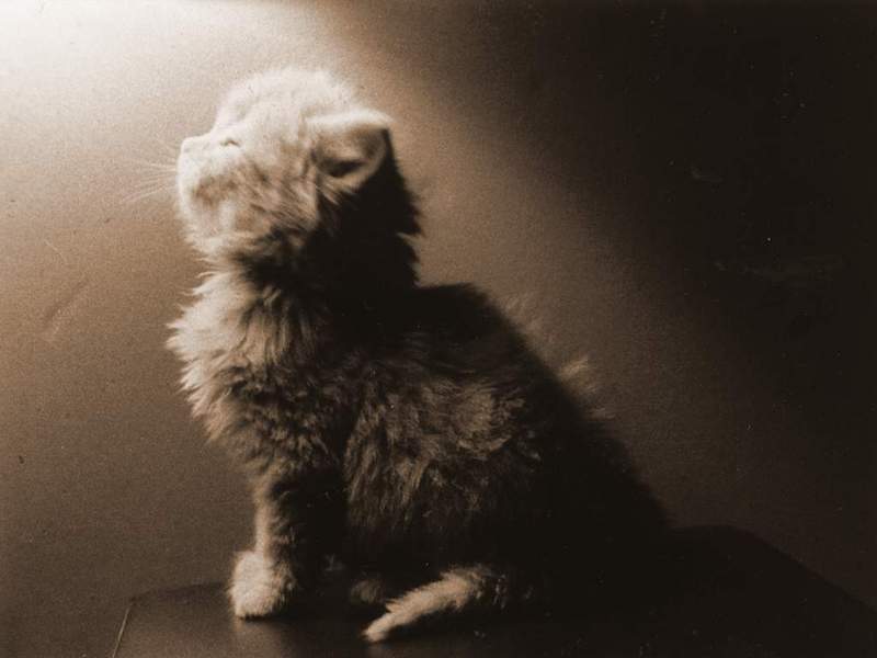 Shine-House Cat Kitten-by George.jpg