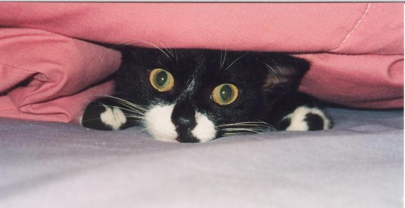 Siamese Mix House Cat-Mew under blanket-by Sherri Fields.jpg