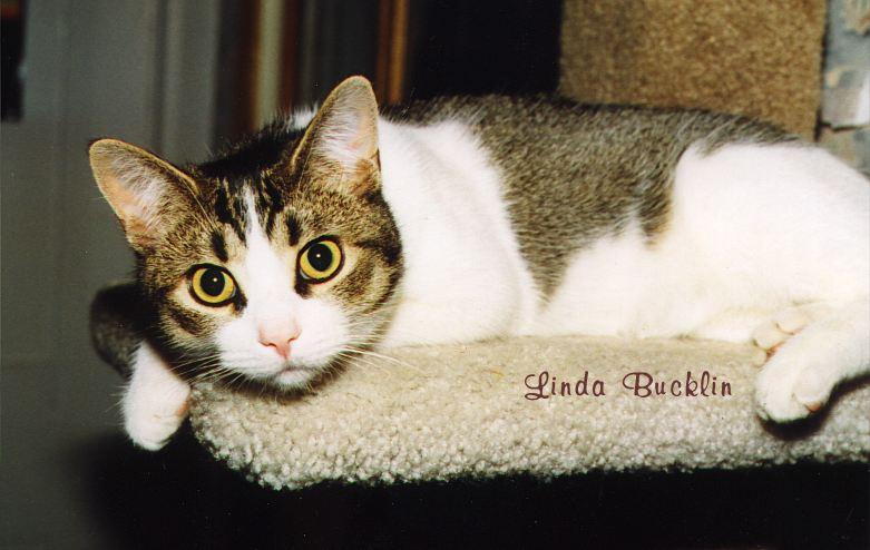 SinbadW1-Domestic Cat-by Linda Bucklin.jpg
