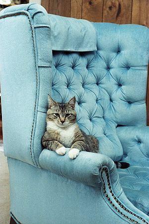 Sophisti cat 1s-House Cat-by Ron Zeidler.jpg