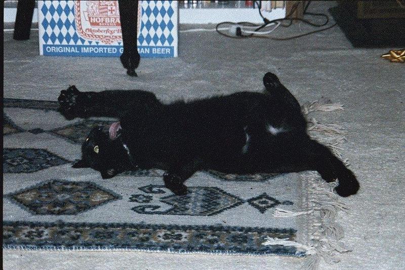 Spaz-Black Domestic Cat-full relaxing on carpet-by Ron Zeidler.jpg