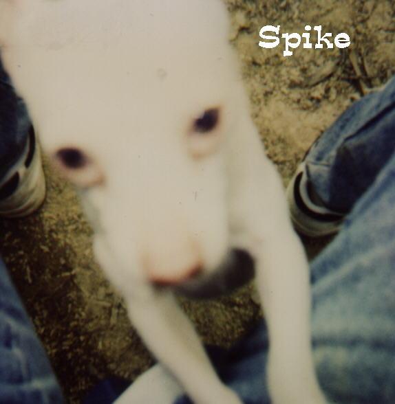 Spike - 001-Dog-by Dennis Ughher.jpg