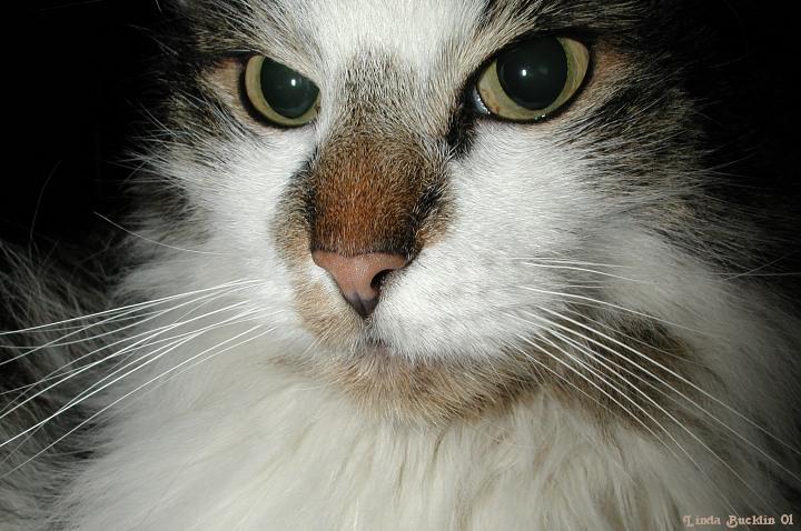 Spot2-House Cat face-by Linda Bucklin.jpg