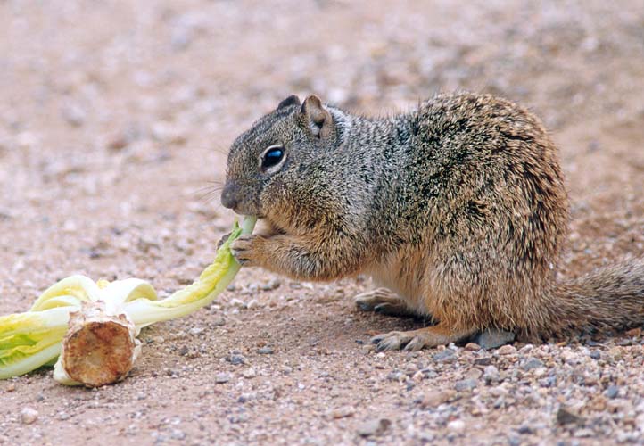 Squirrel Lettuce 1-by Shirley Curtis.jpg