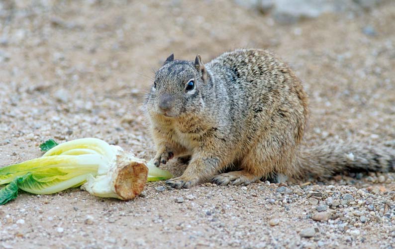 Squirrel Lettuce 2-by Shirley Curtis.jpg