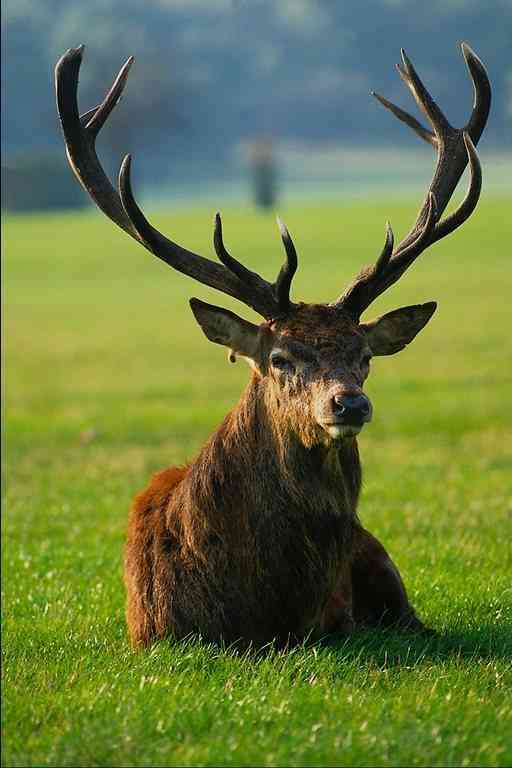 Stag-European Elk-by Trudie Waltman.jpg