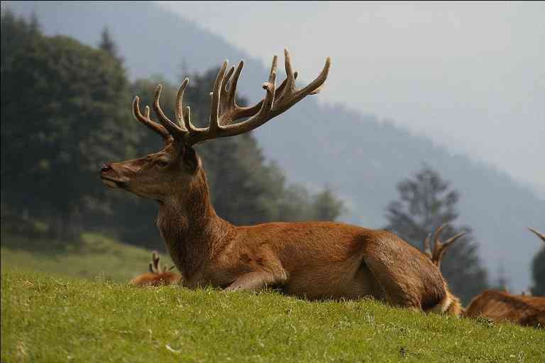 Stag2-European Elk-by Trudie Waltman.jpg