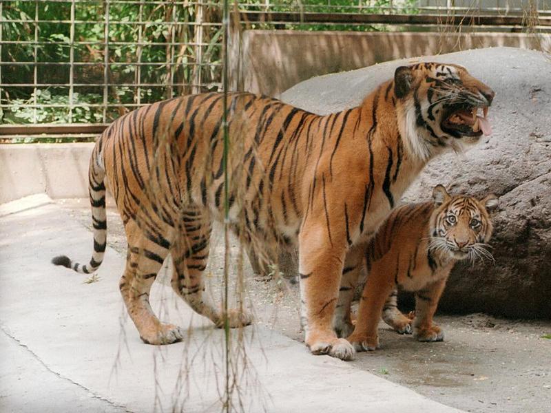 Sumatran Tigertwo002-by Ralf Schmode.jpg