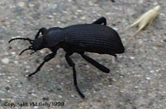 SurvivorType-Unidentified Black Beetle-by VM Sehy.jpg