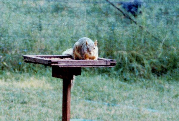 TexasSquirrel 1-by Jose Sierra Jr.jpg