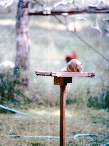 TexasSquirrel 2-by Jose Sierra Jr.jpg