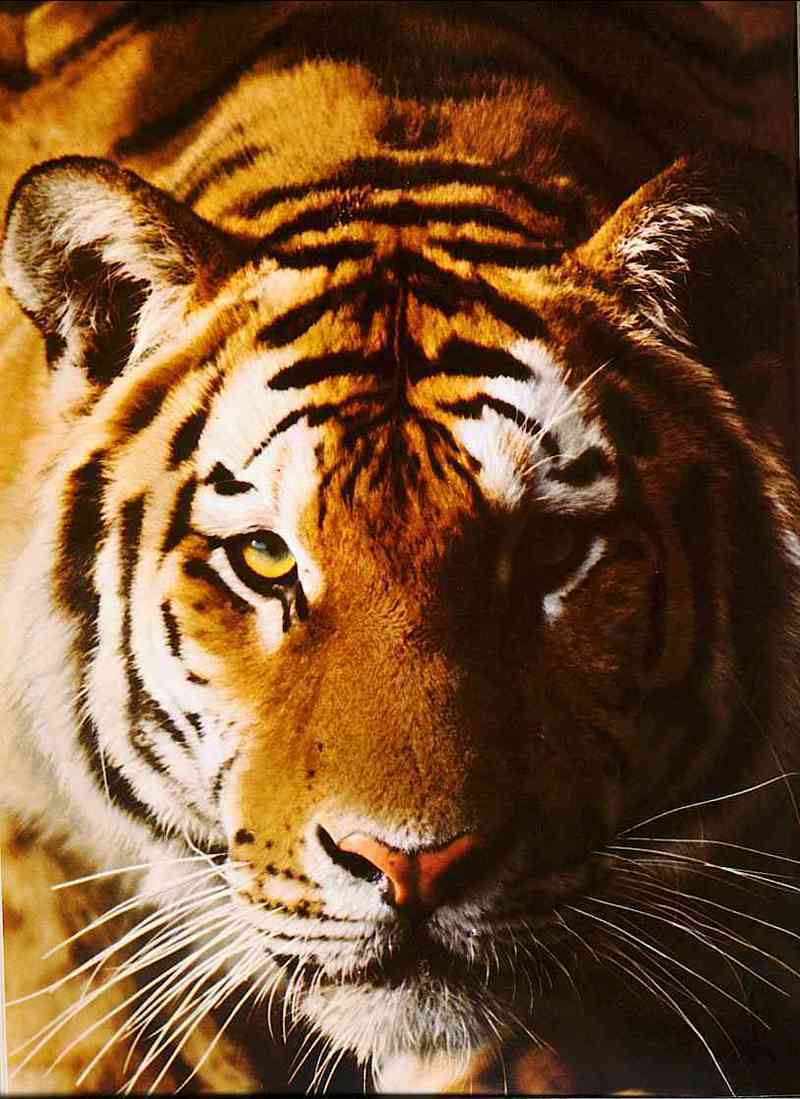 Tiger-Close-Up-by Trudie Waltman.jpg