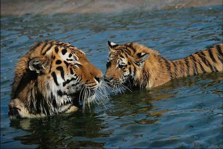 Tiger-Mother-in-Water-by Trudie Waltman.jpg