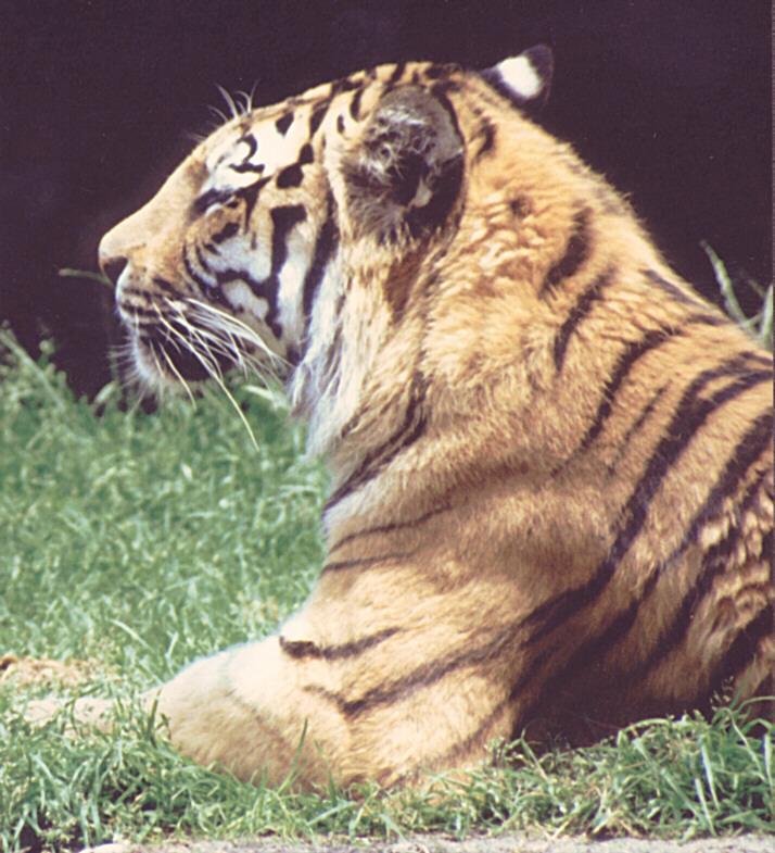 Tiger-closeup-at Duesseldorf Zoo-by Ralf Schmode.jpg