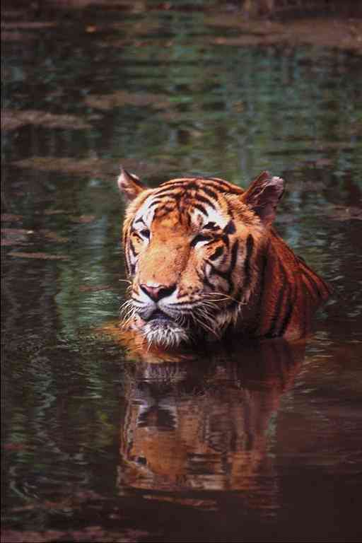 Tiger-in-Water-by Trudie Waltman.jpg