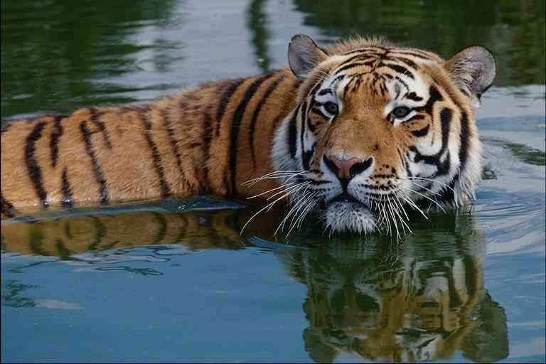 Tiger-in-Water2-by Trudie Waltman.jpg