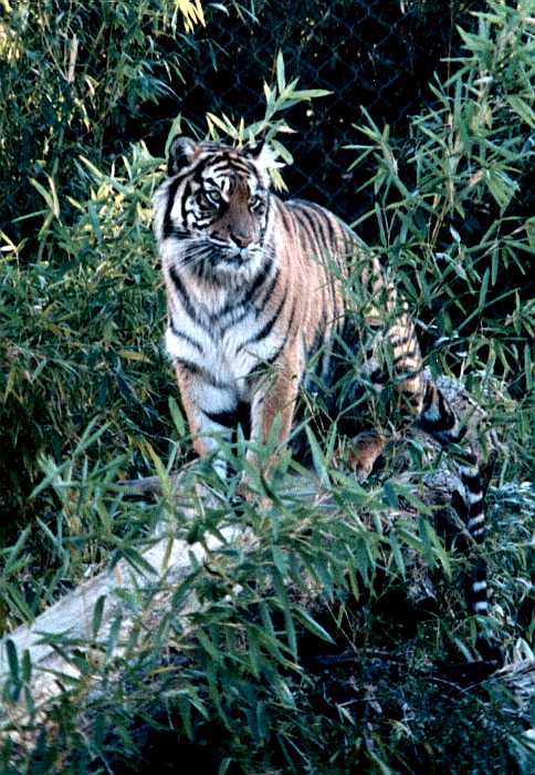 Tiger-in bamboo forest-MemphisZoo-by David Garrett.jpg