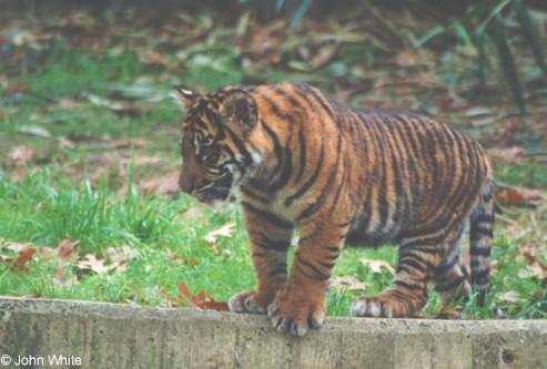 Tiger2 2-by John White.jpg