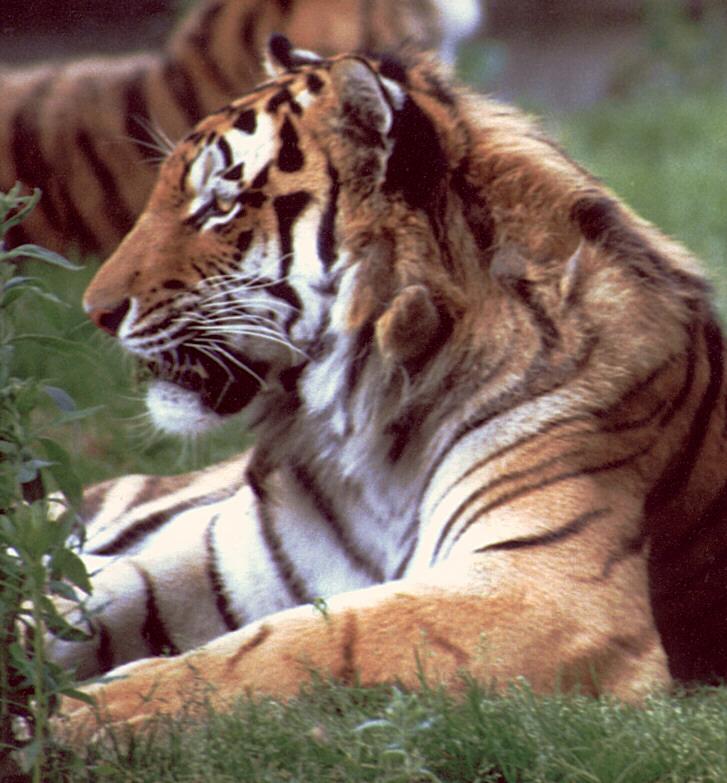 Tiger3-Duesseldorf Zoo-Germany-by Ralf Schmode.jpg