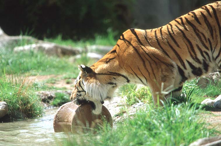 Tiger3-juvenile-by Shirley Curtis.jpg