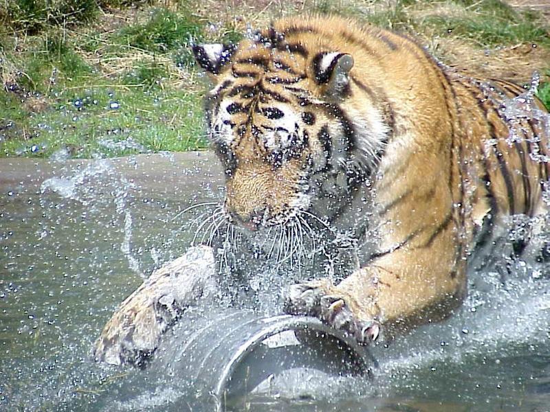 TigerSplash from Boise Zoo-by Rick Hobson.jpg