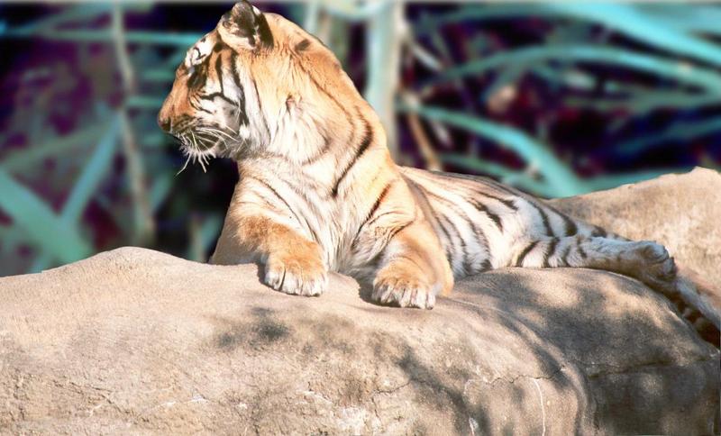 TigerTiger2a-at Miami Zoo-by Jose Sierra Jr.jpg