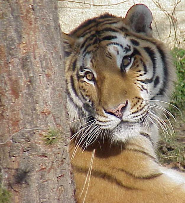 Tiger Tree-from Boise Zoo-by Rick Hobson.jpg