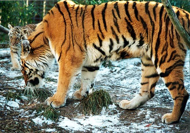 Tiger cub and  mom standin-from Indy Zoo-by Denise McQuillen.jpg