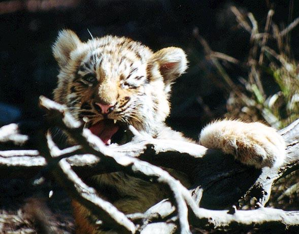 Tiger cub chew-from Indy Zoo-by Denise McQuillen.jpg