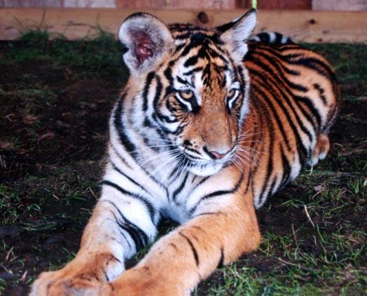 Tiger cub close 1-by Denise McQuillen.jpg