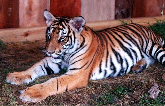 Tiger cub close 2-by Denise McQuillen.jpg