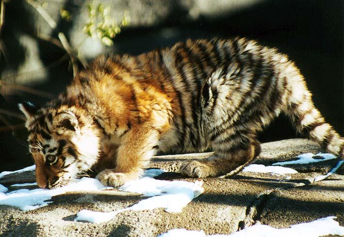 Tiger cub eat snow-from Indy Zoo-by Denise McQuillen.jpg