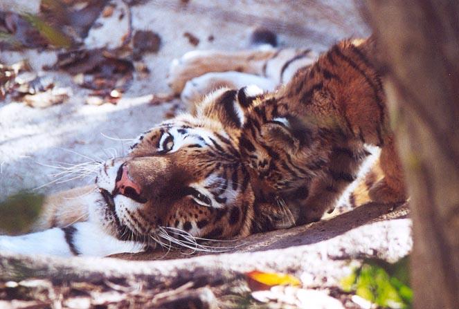 Tiger cub mom head-from Indy Zoo-by Denise McQuillen.jpg