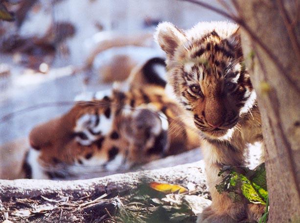 Tiger cub mom head background-from Indy Zoo-by Denise McQuillen.jpg