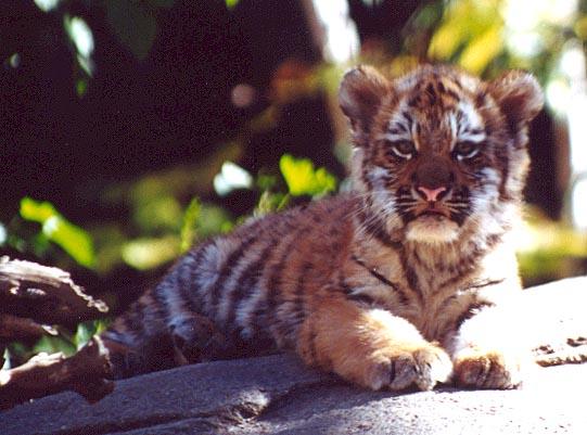 Tiger cub on rock1-from Indy Zoo-by Denise McQuillen.jpg
