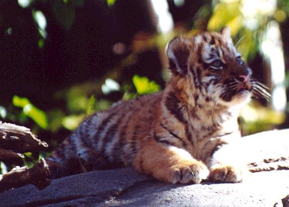 Tiger cub on rock2-from Indy Zoo-by Denise McQuillen.jpg