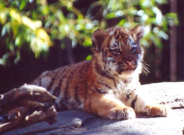 Tiger cub on rock4-from Indy Zoo-by Denise McQuillen.jpg